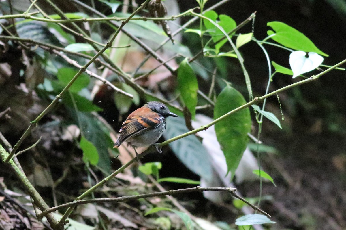 Spotted Antbird - ML148546381