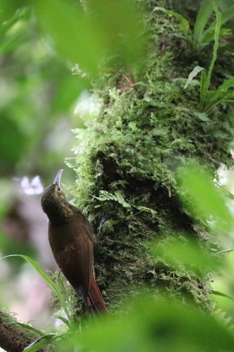 Spotted Woodcreeper - ML148546531