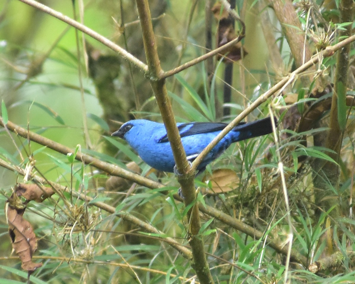 Blue-and-black Tanager - ML148552061