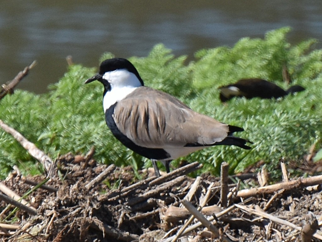 Spur-winged Lapwing - ML148553201