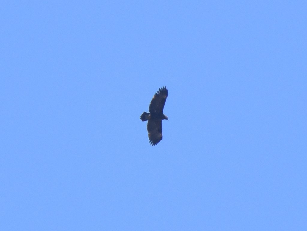 Greater Spotted Eagle - ML148553271