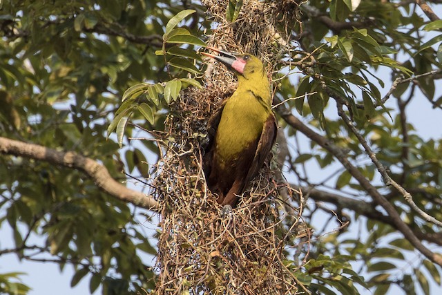 Adult standing in nest opening. - Olive Oropendola - 