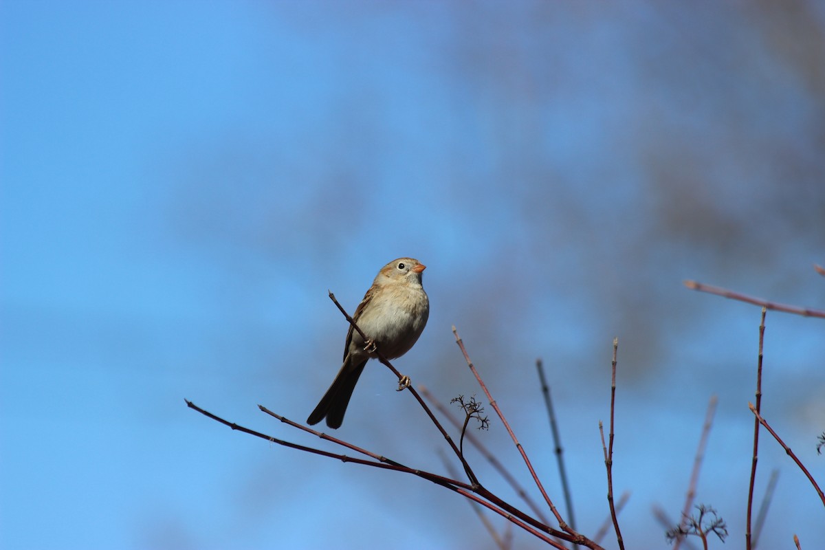 Field Sparrow - Donald Jones