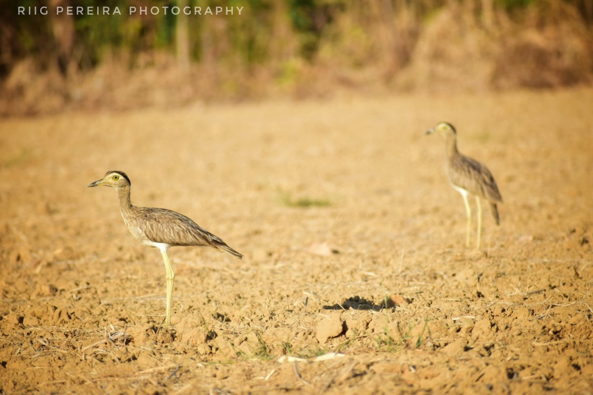 Double-striped Thick-knee - ML148554551