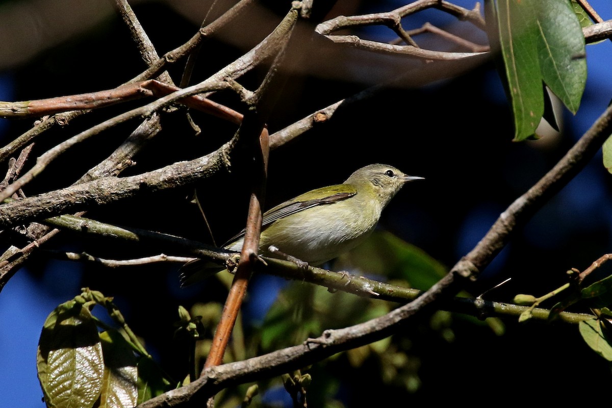 Tennessee Warbler - Laval Roy