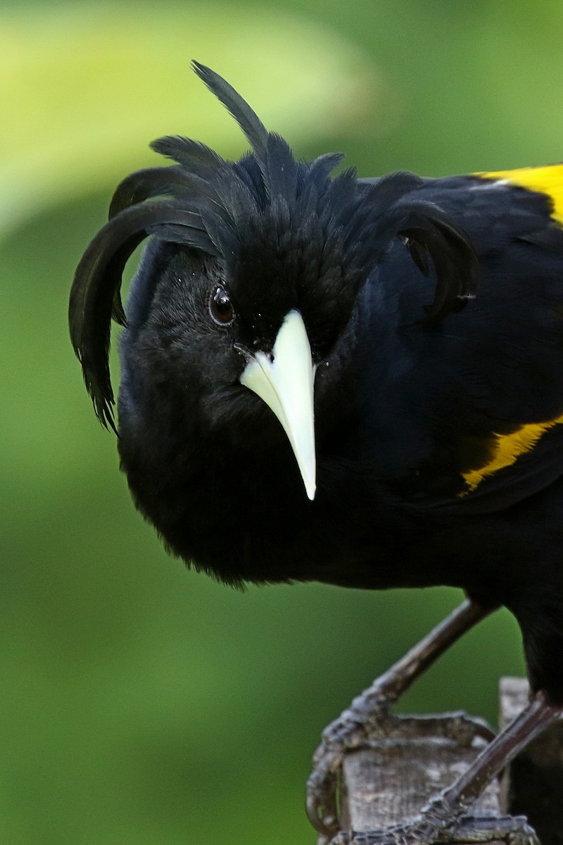 Yellow-winged Cacique - ML148555511