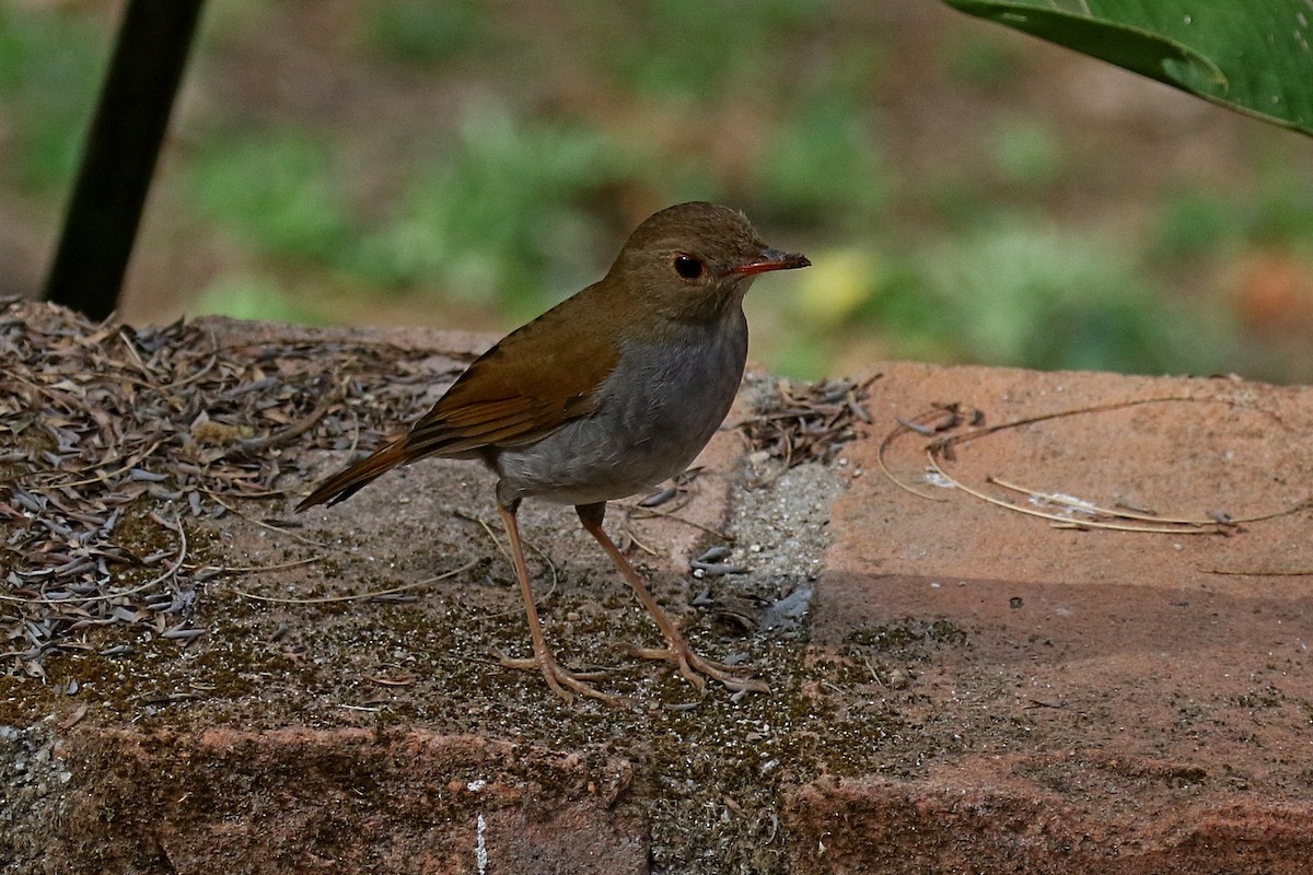 Orange-billed Nightingale-Thrush (Brown-headed) - Laval Roy