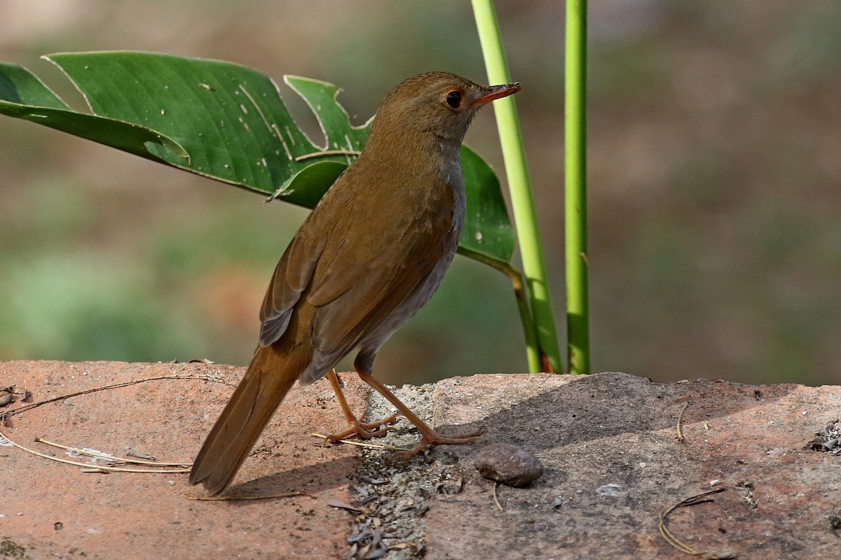 Orange-billed Nightingale-Thrush (Brown-headed) - ML148556261