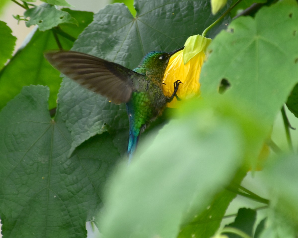 Long-tailed Sylph - ML148556581