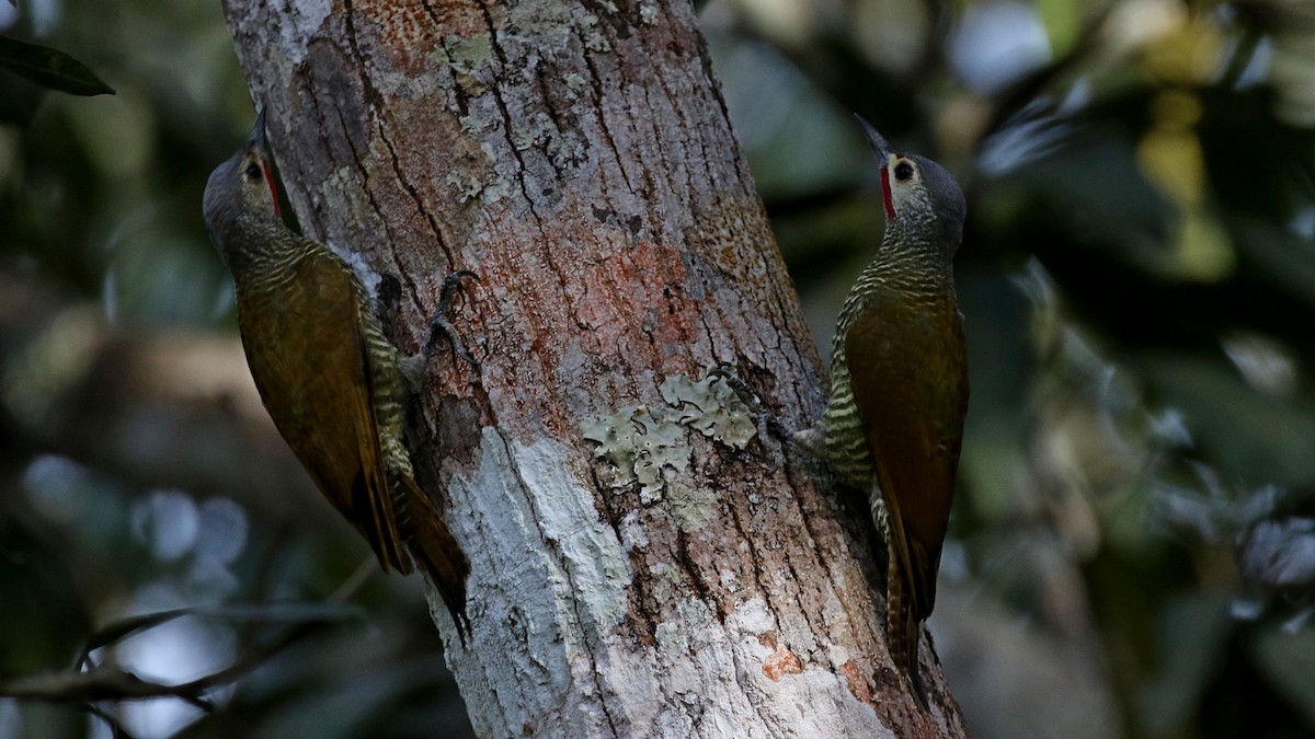 Gray-crowned Woodpecker - Laval Roy