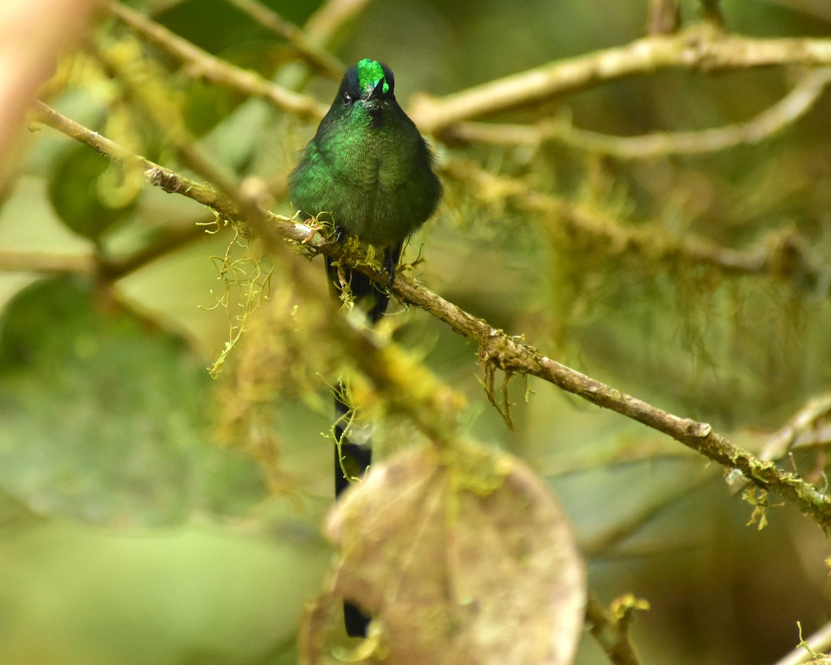 Long-tailed Sylph - ML148556971