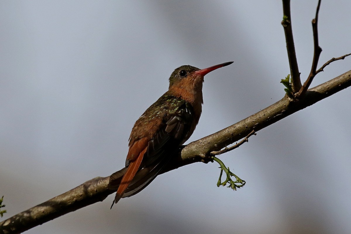 Cinnamon Hummingbird (Mainland) - ML148557061