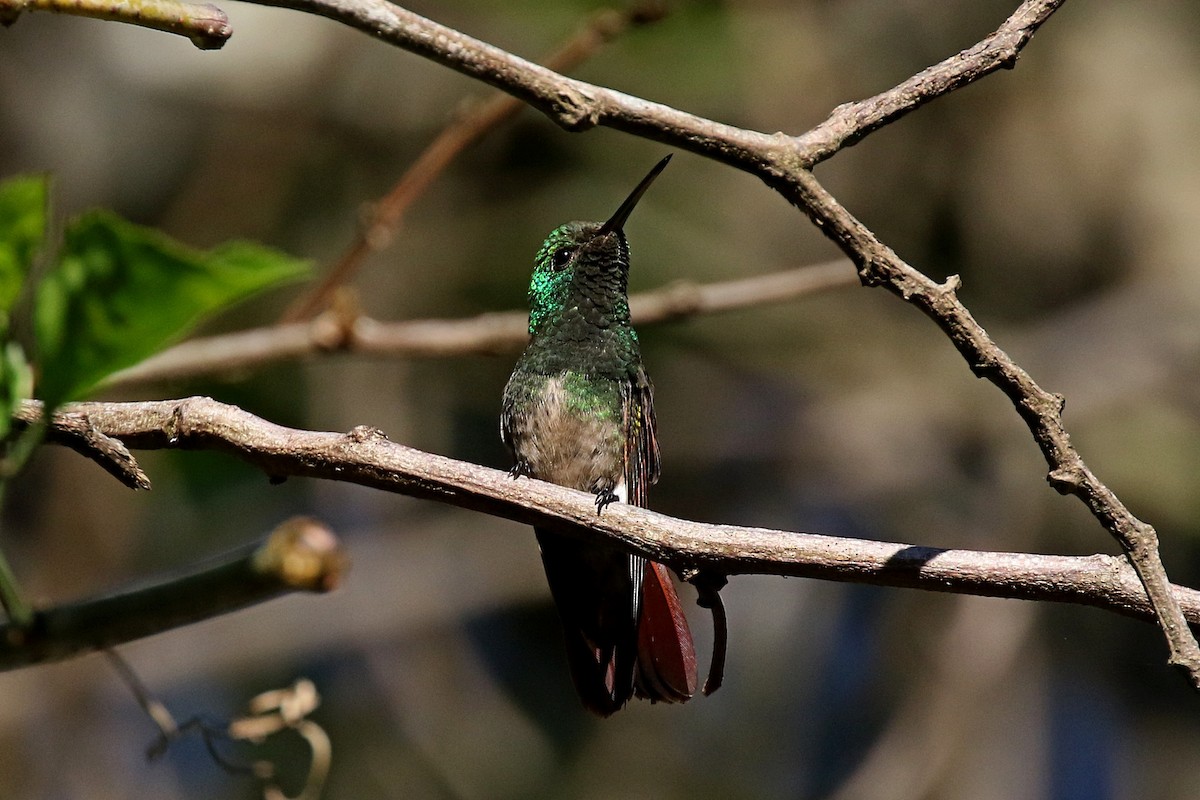 Berylline Hummingbird (Northern) - ML148557181