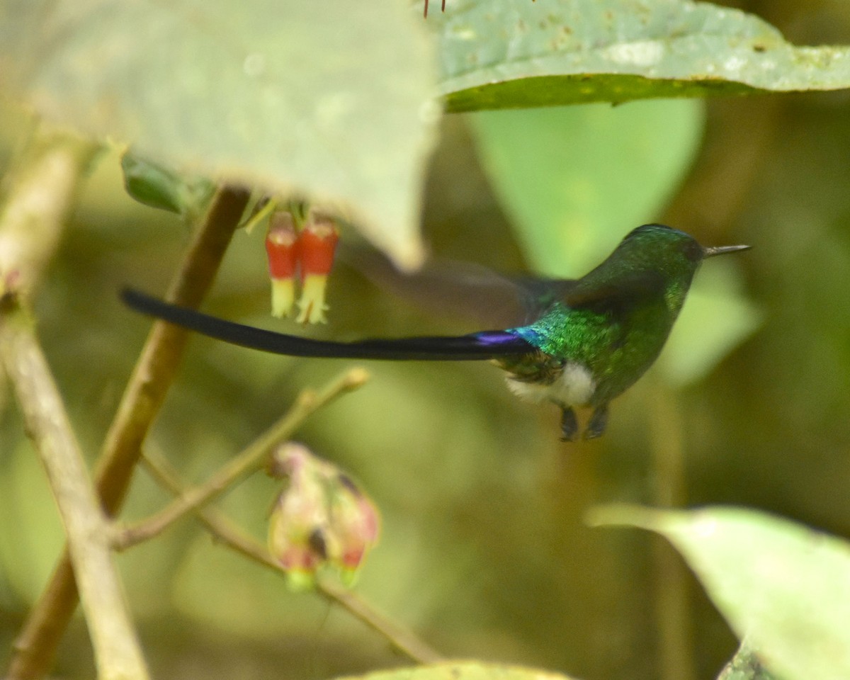 Long-tailed Sylph - ML148557871