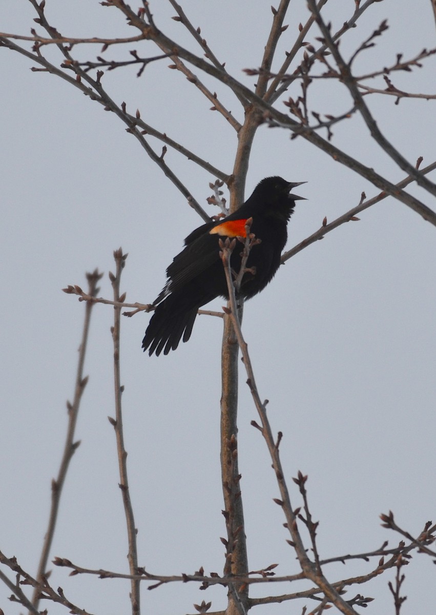 Red-winged Blackbird - Andrew Mack
