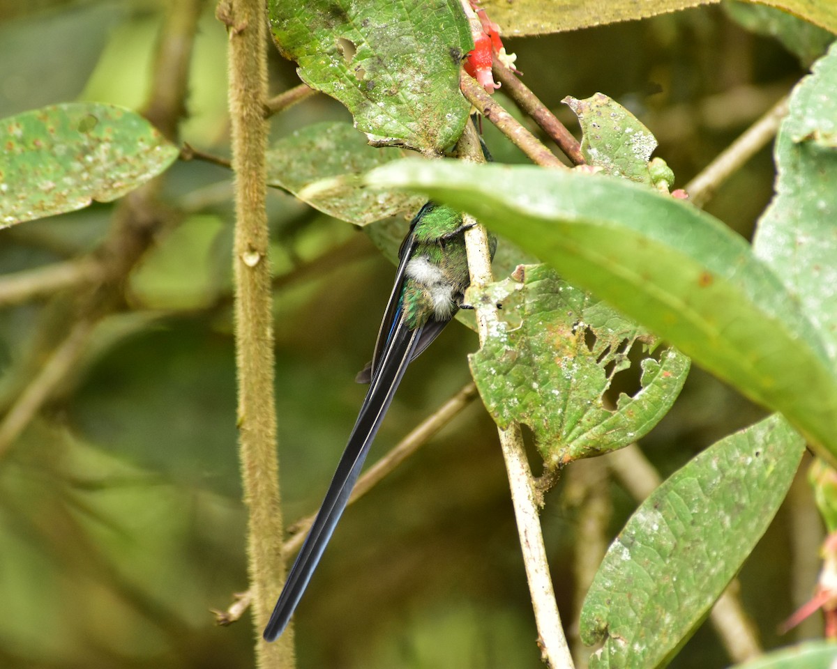 Long-tailed Sylph - ML148557921