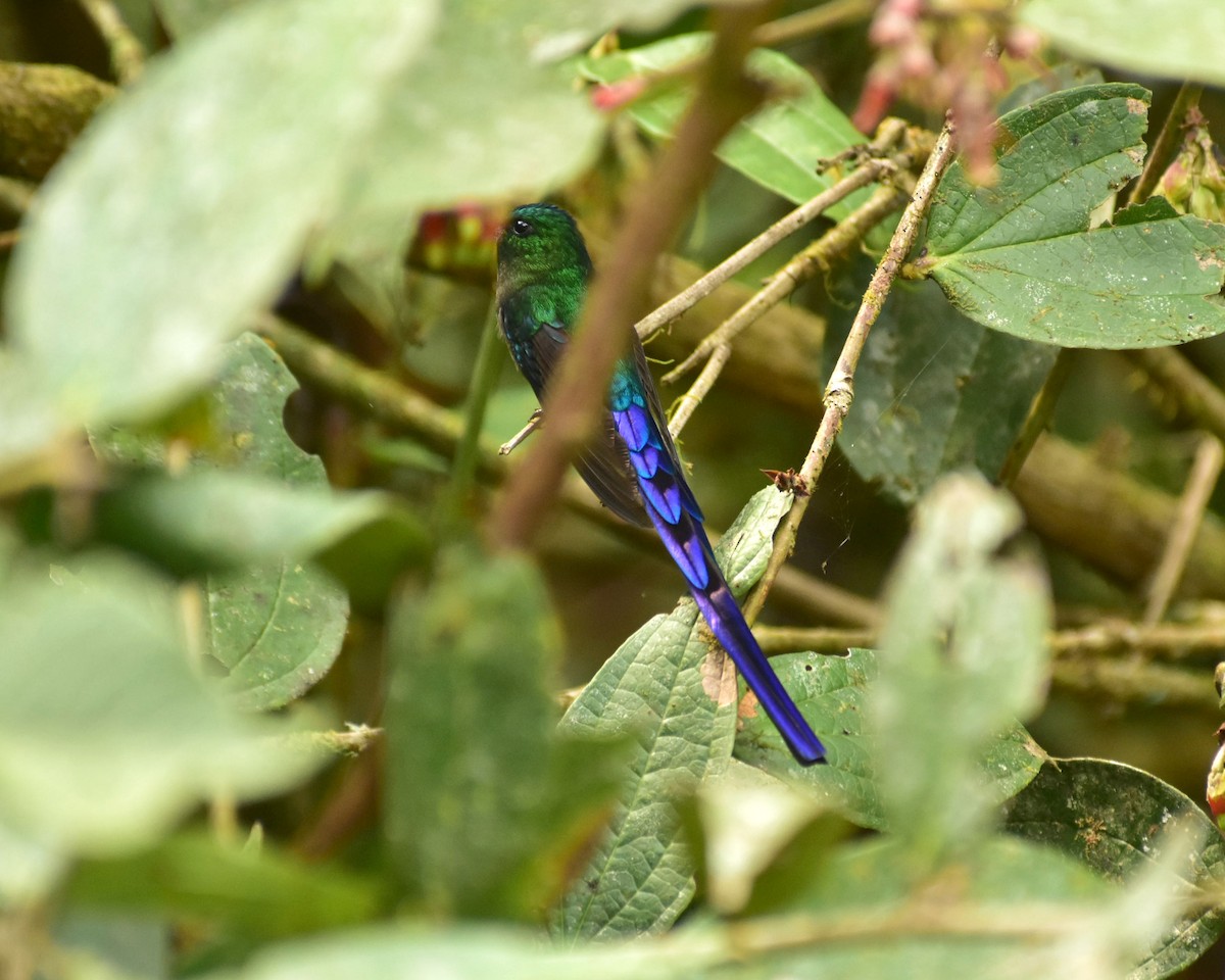 Long-tailed Sylph - ML148557951