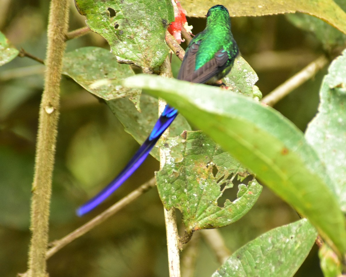 Long-tailed Sylph - ML148557961