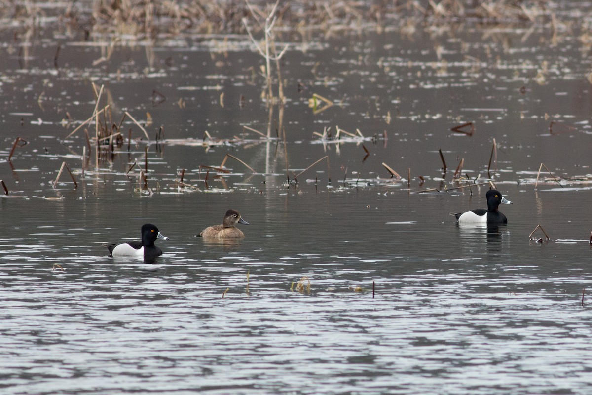 Ring-necked Duck - Tom Auer