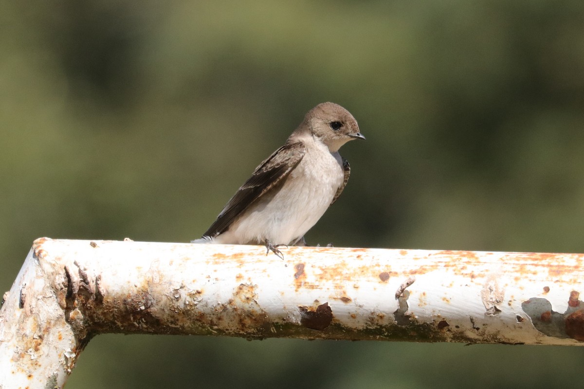 Northern Rough-winged Swallow - Chuck Gates
