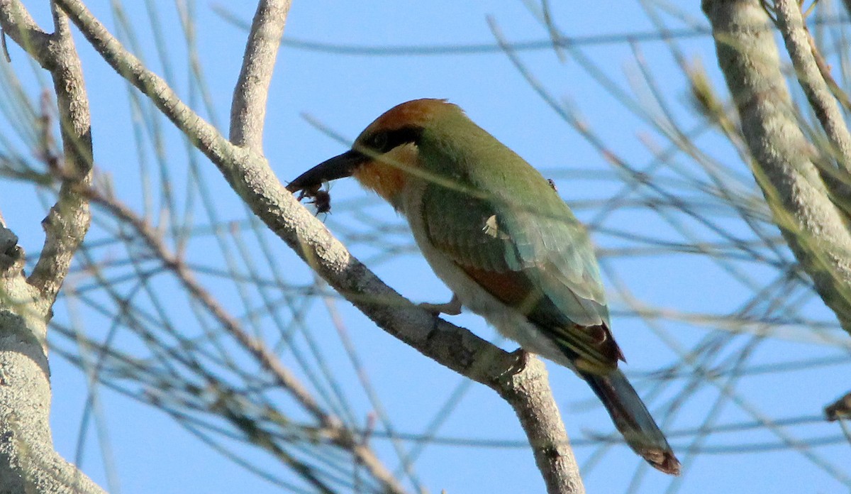Rainbow Bee-eater - Cameron Driessens
