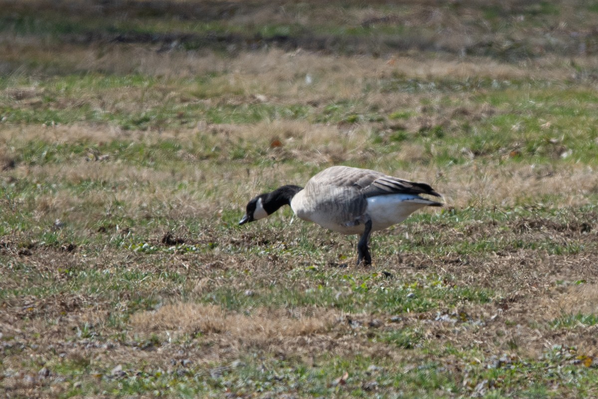 Cackling Goose (Richardson's) - ML148559681