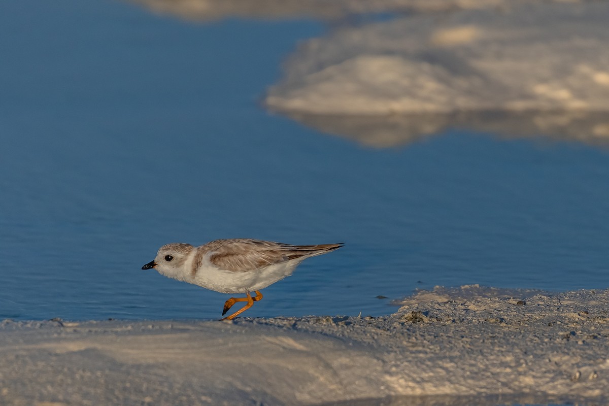 Piping Plover - ML148560181