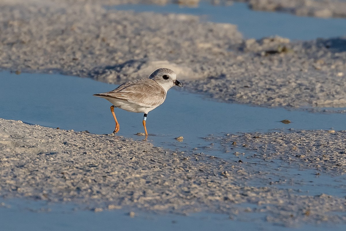Piping Plover - ML148560191