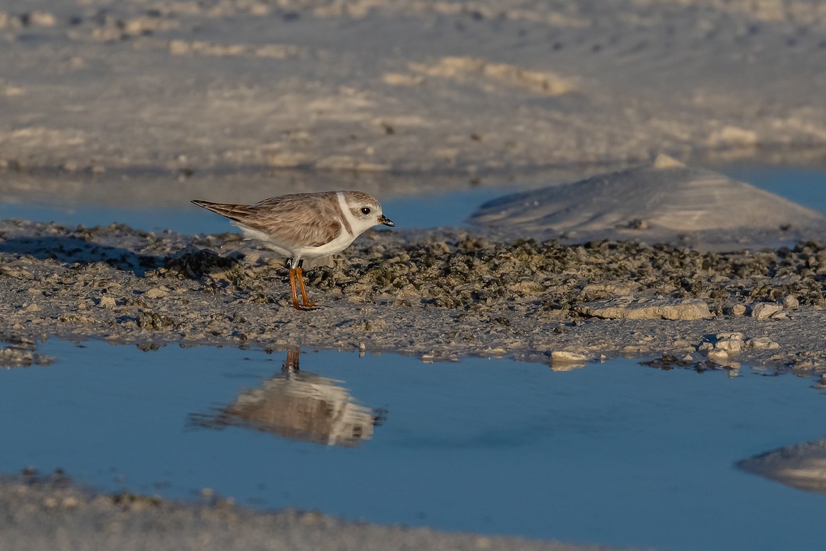 Piping Plover - ML148560201