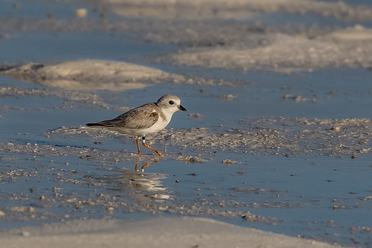 Piping Plover - ML148560221