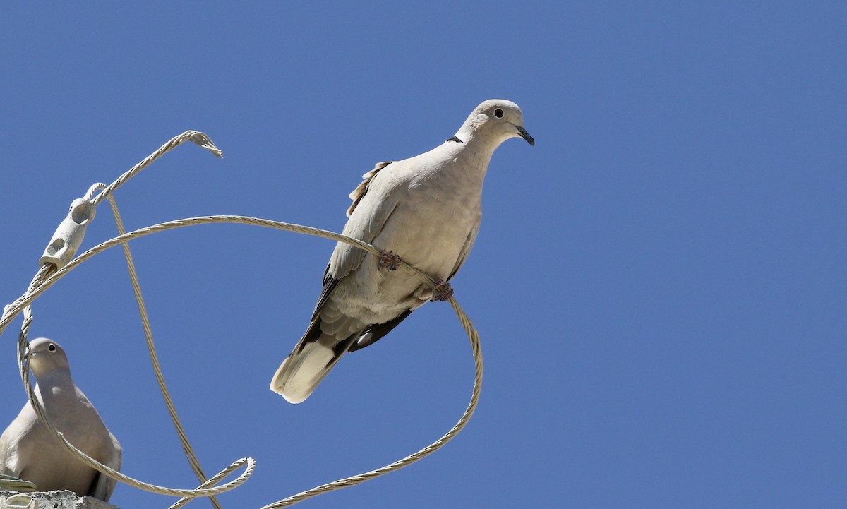 Eurasian Collared-Dove - John Bruin