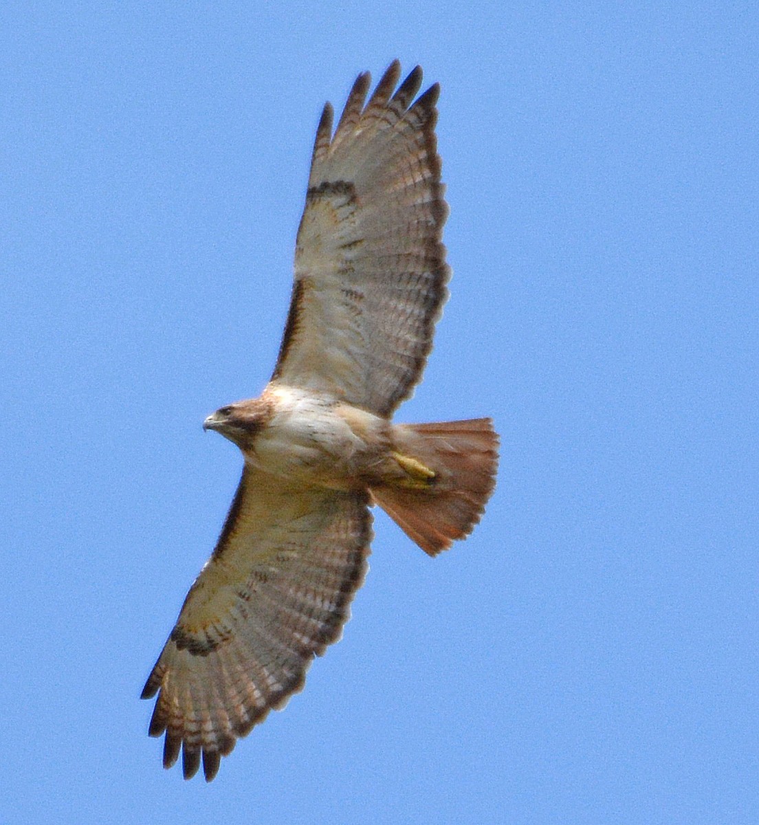 Red-tailed Hawk - ML148561531