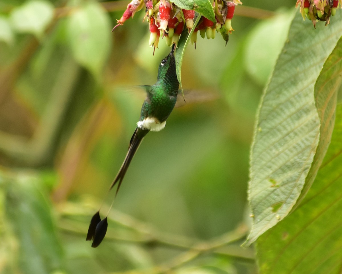White-booted Racket-tail - ML148564241