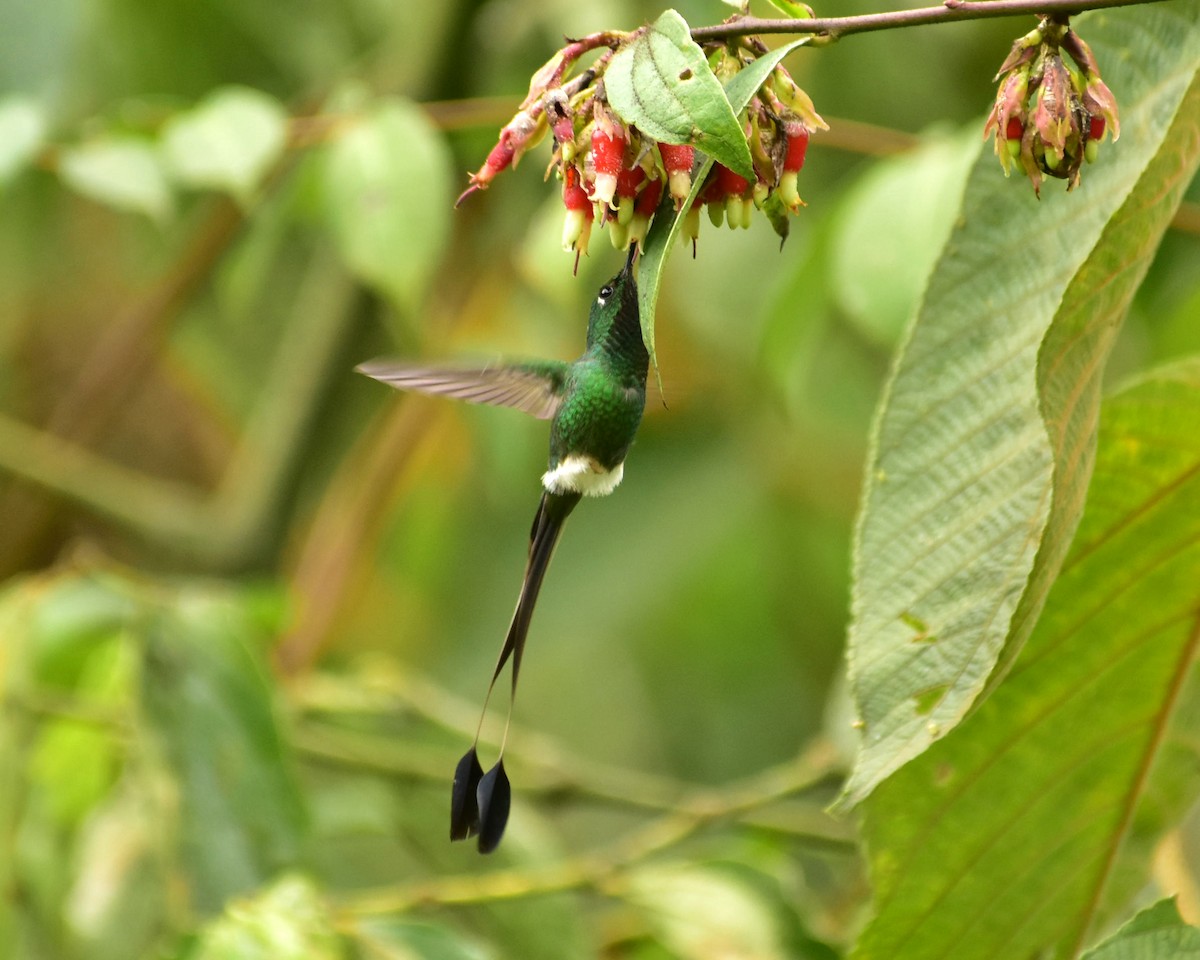 White-booted Racket-tail - ML148564251