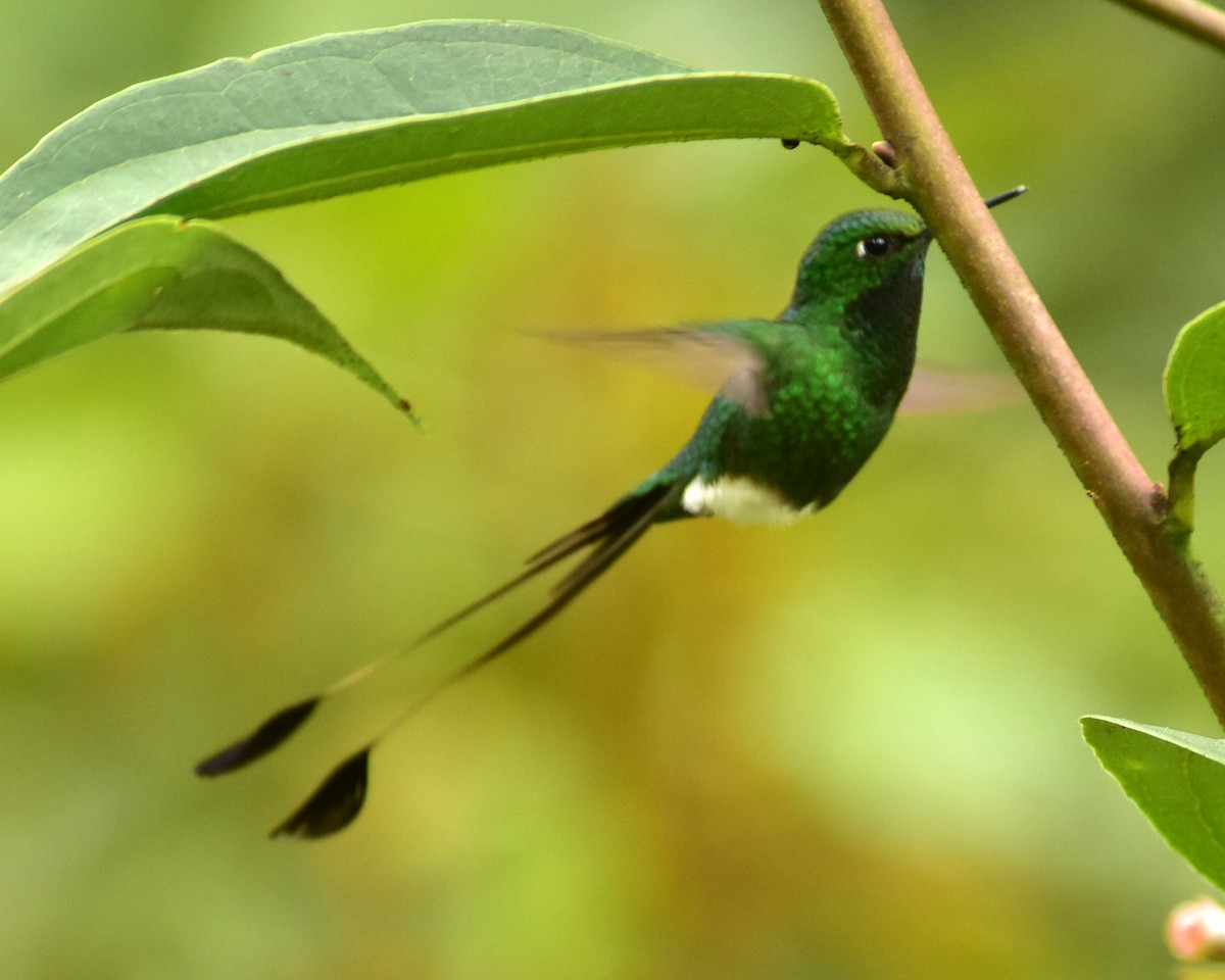 White-booted Racket-tail - ML148564261
