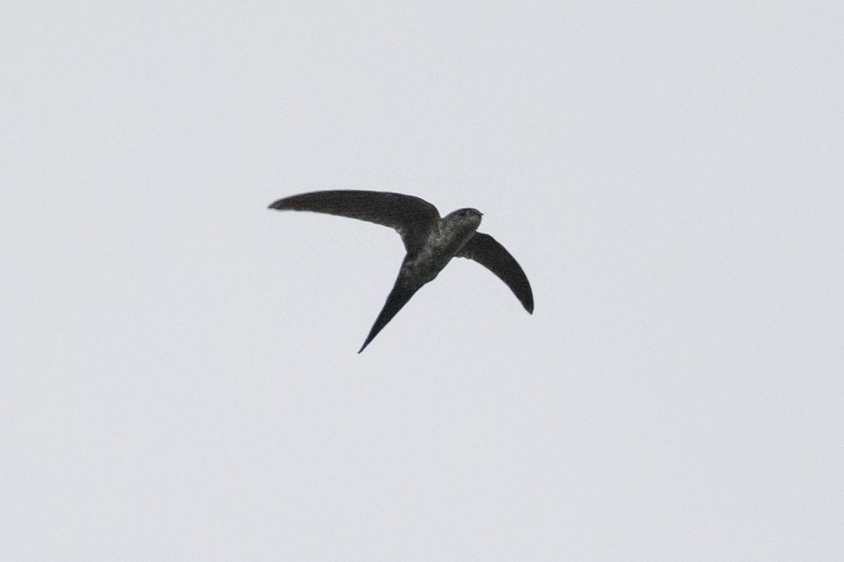 Fork-tailed Palm Swift - ML148564571