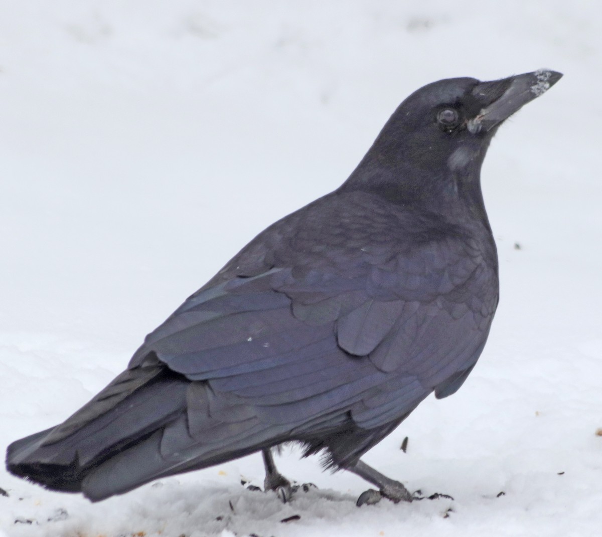 American Crow - Jean Laperrière COHL