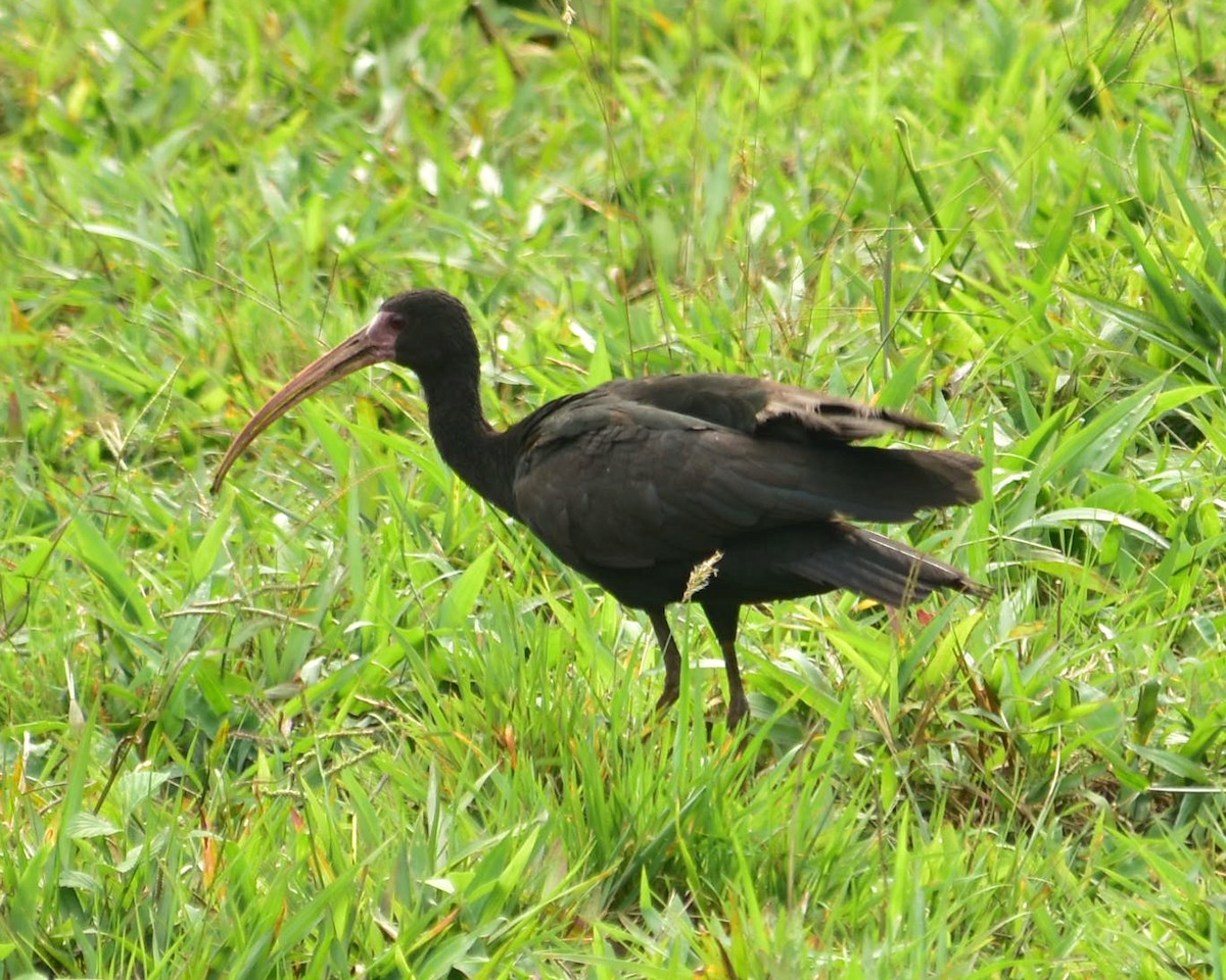 ibis tmavý - ML148566231