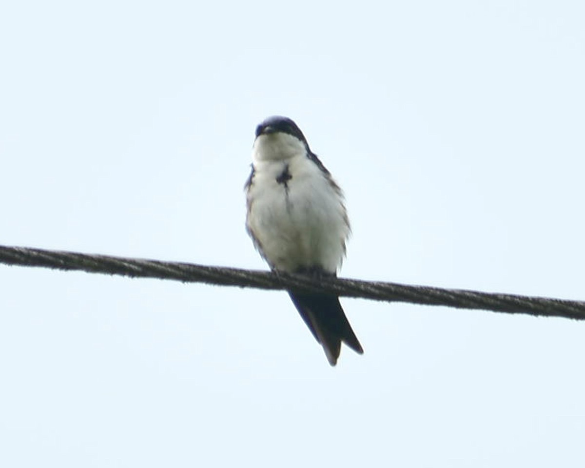 Blue-and-white Swallow - Oscar Valderrama La Rana