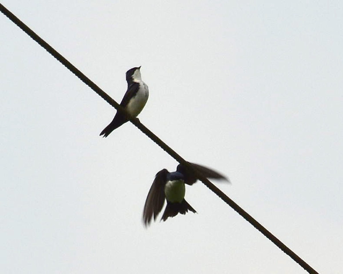 Blue-and-white Swallow - ML148567091