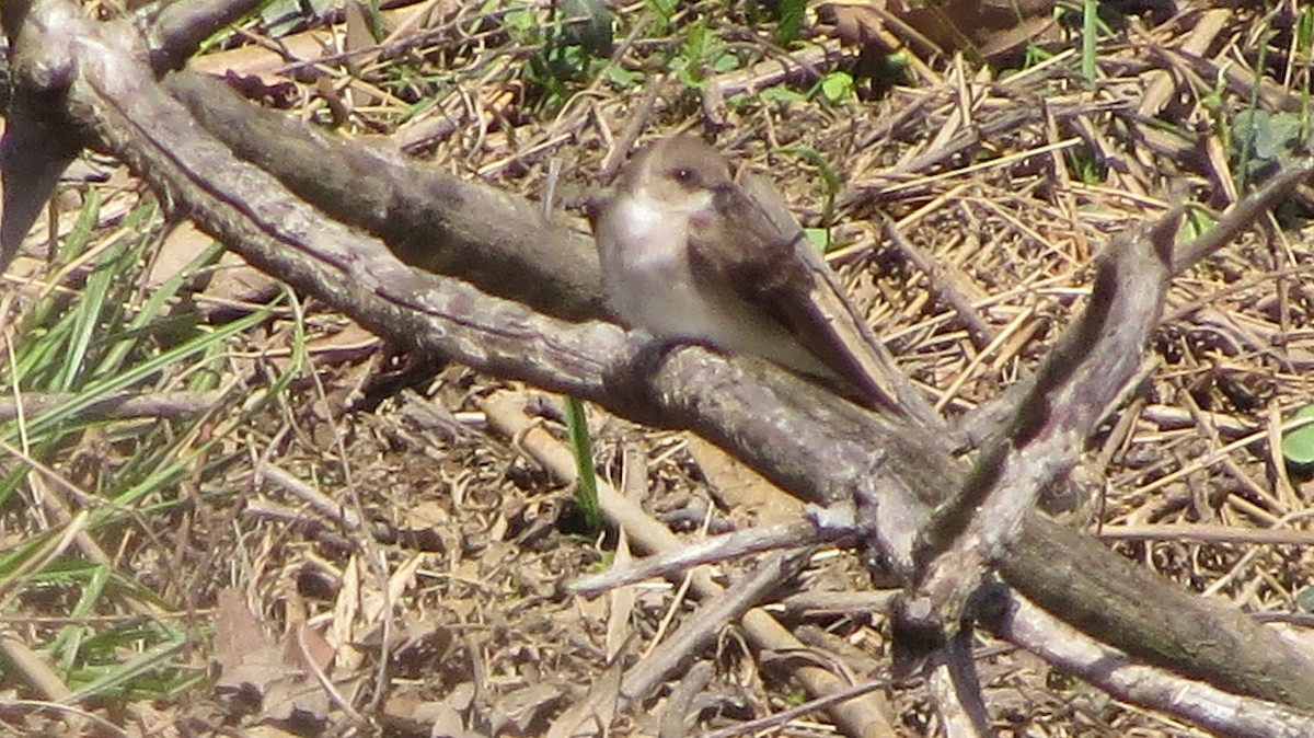 Northern Rough-winged Swallow - ML148567331