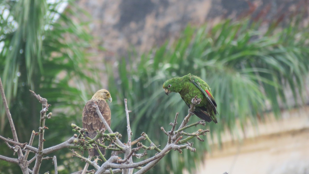 Yellow-crowned Parrot - Jorge Alcalá