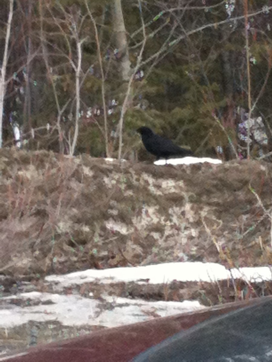 American Crow - T A