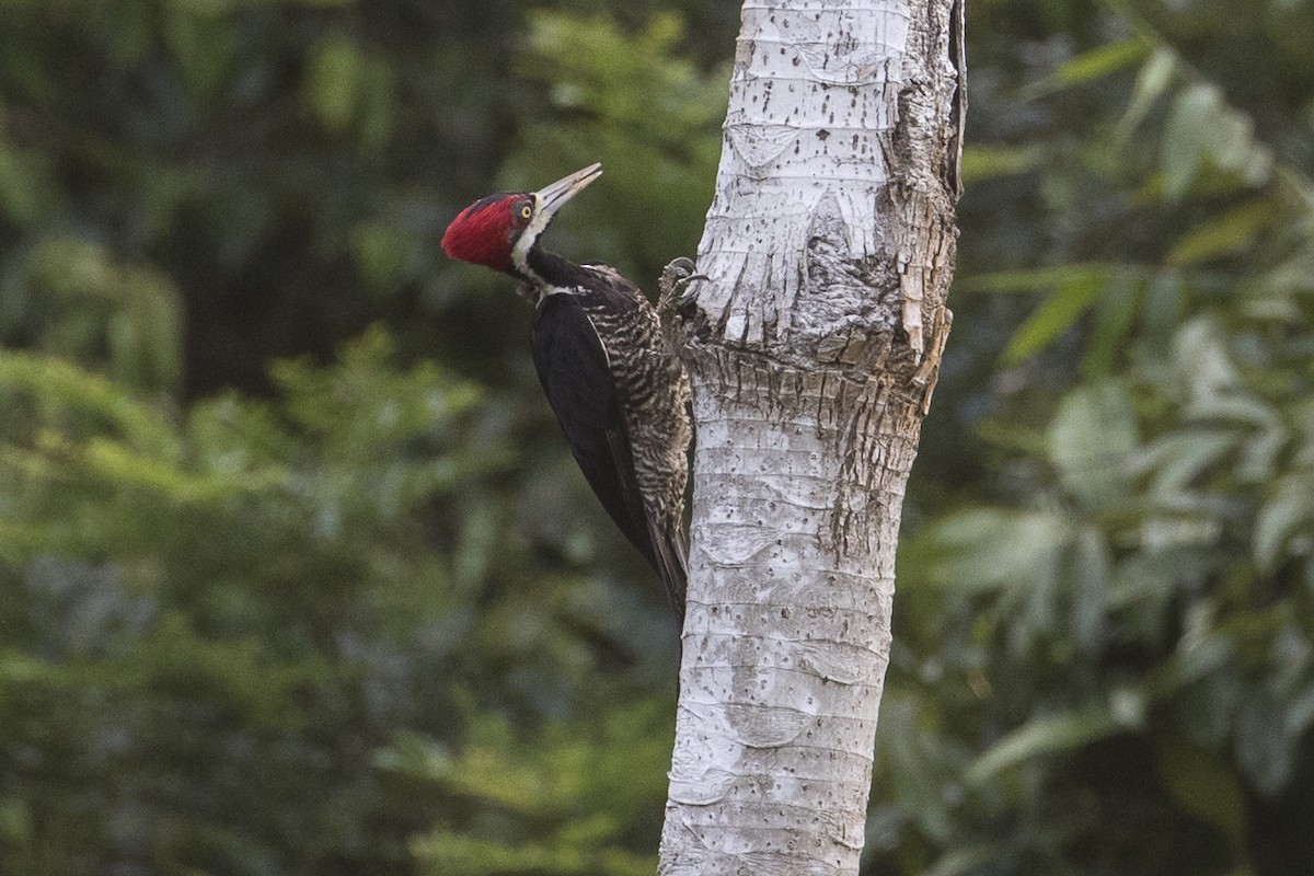 Crimson-crested Woodpecker - ML148570651