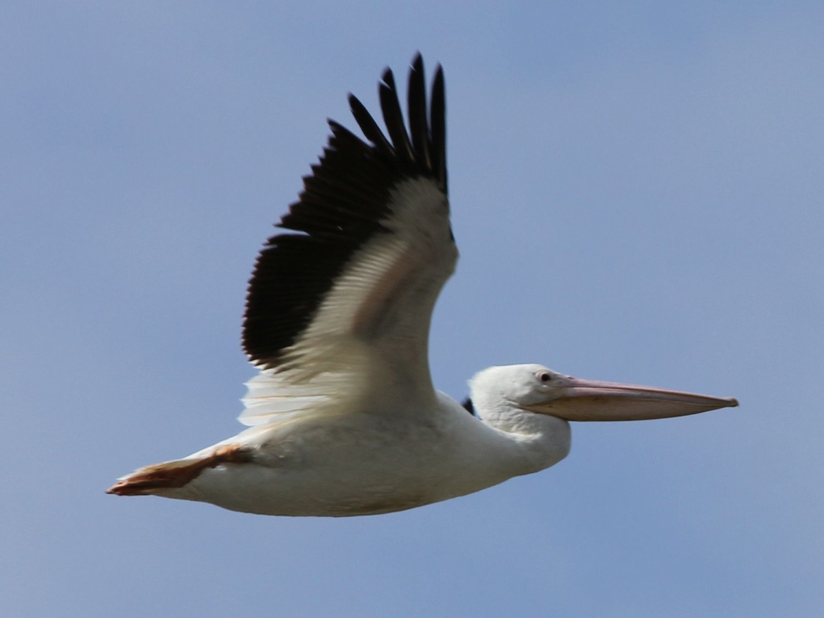 American White Pelican - Holly Morales