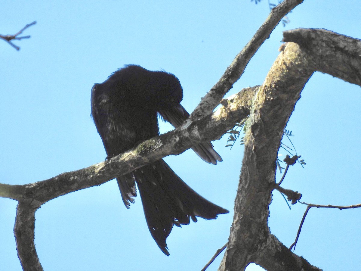 Fork-tailed Drongo - ML148574001
