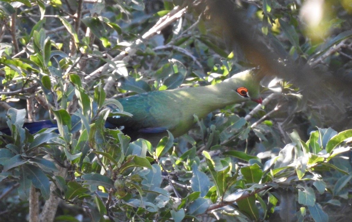 Schalow's Turaco - Candy Giles