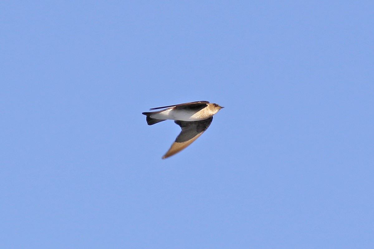 Northern Rough-winged Swallow - ML148576291