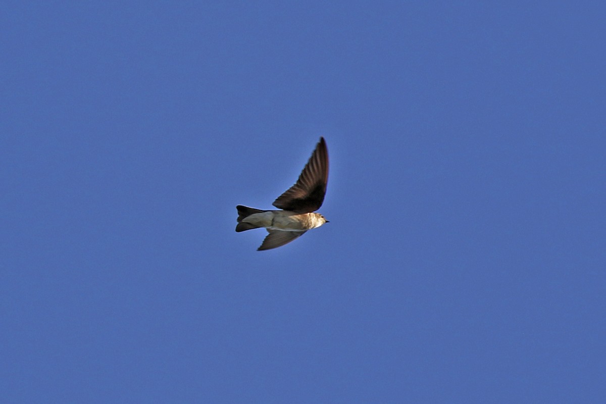 Northern Rough-winged Swallow - ML148576301