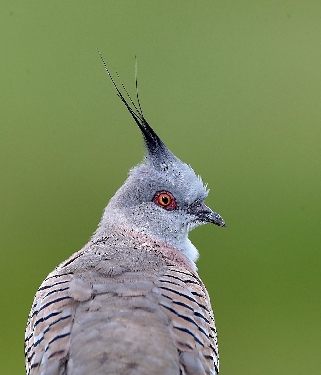 Crested Pigeon - ML148576801